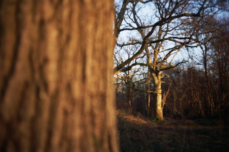 tree bark woodland