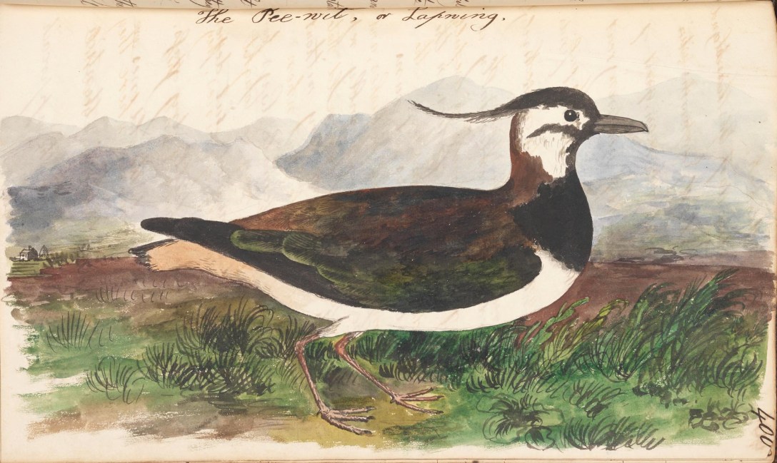lapwing illustration