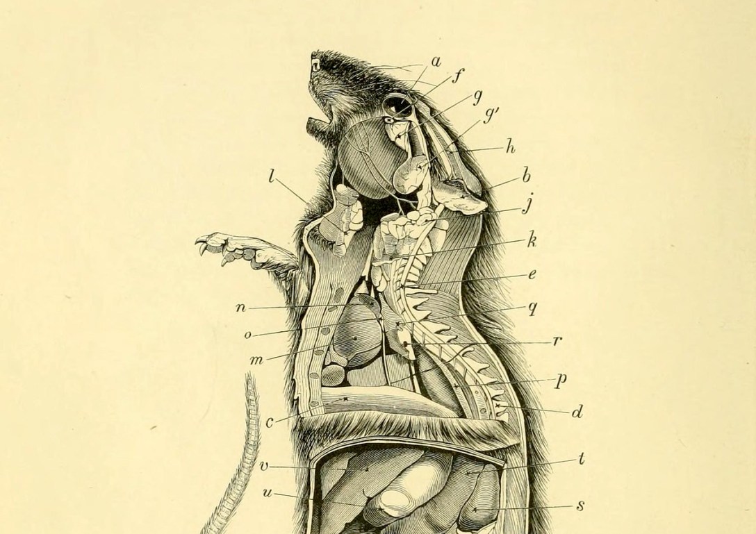 dissected rat illustration