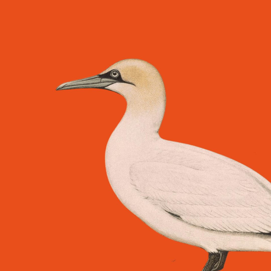 Illustration of gannet from Being in Nature book